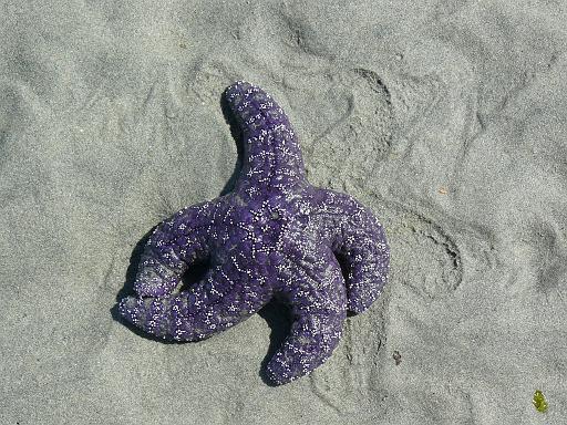 Ochre seastar, Qualicum Beach.jpg - Purple star ( Pisaster ochraceus ), Qualicum Beach, Vancouver Island